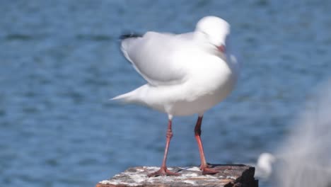 seagull movements captured on a sunny day