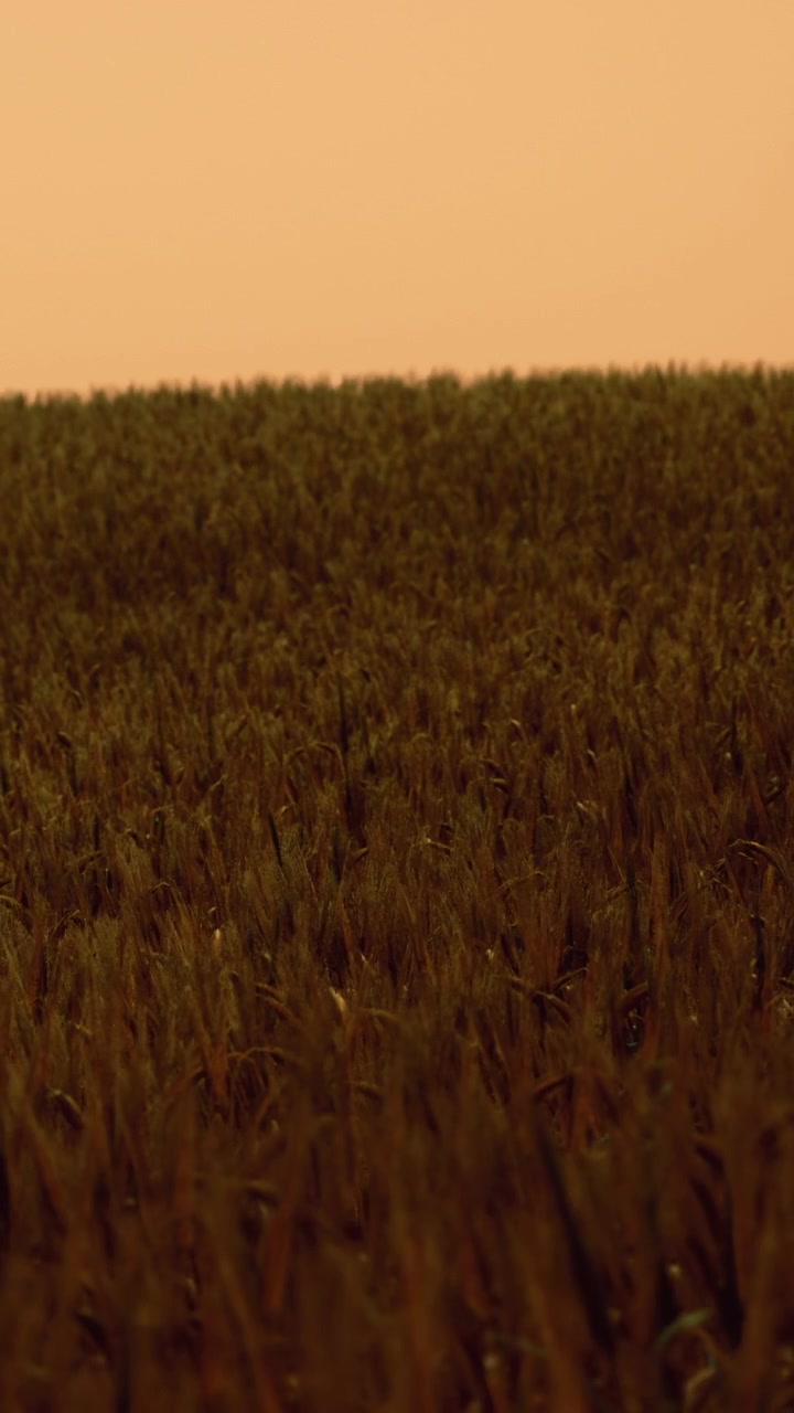 Campo di grano sotto un cielo al tramonto in una zona rurale di sera