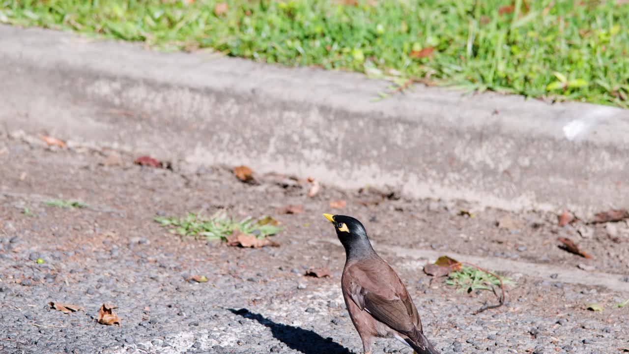 An Indian myna bird walks and forages on a sunlit asphalt surface near a curb with scattered dry leaves, captured in steady daylight shots
