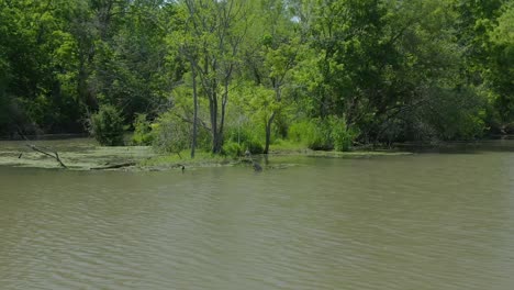 A-grey-wild-crane-hunting-and-lurking-in-murky-waters-in-a-river-surrounded-by-green-and-abundant-trees,-shrubs-and-bushes