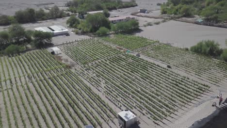 Vineyard-in-the-middle-of-Atacama-Desert