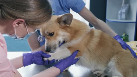 un equipo veterinario examina las patas de un perro corgi enfermo