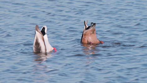 Two-mallards-floating-on-river,-dabbling-below-water-surface-for-food