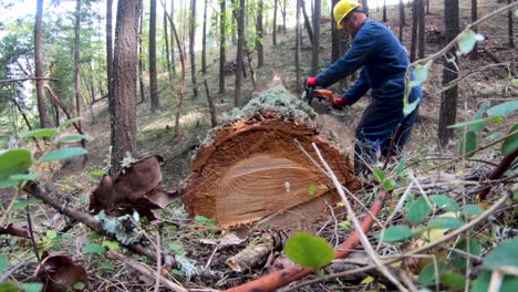 logger cutting up a felled pine tree in oregon