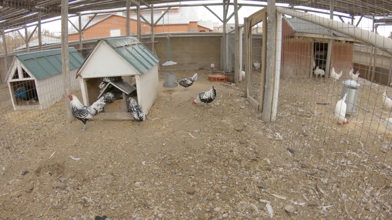 Ancona chickens in a pen play and eat