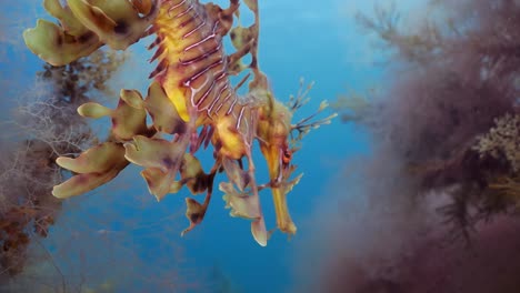 leafy sea dragon with eggs 4k slow motion south australia