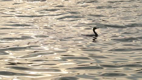 Pájaro-Disfrutando-Del-Baño-En-El-Lago-Al-Atardecer