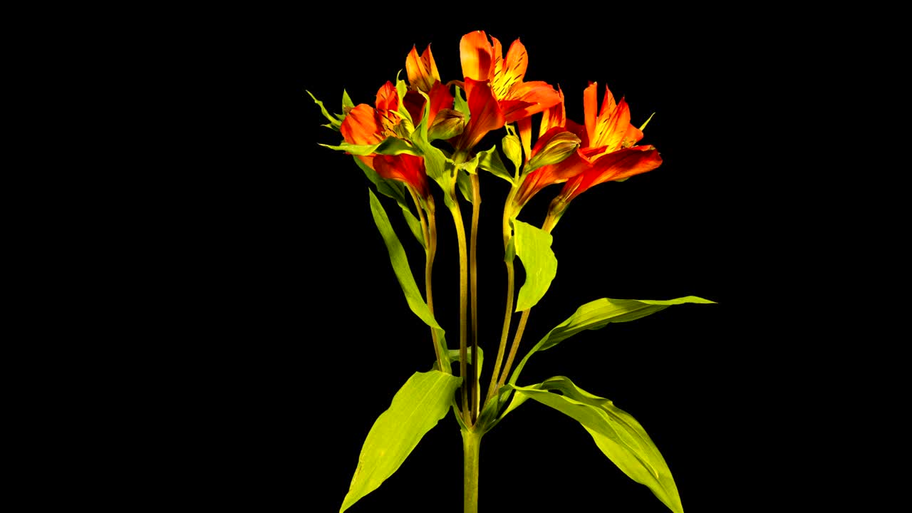 Time-lapse of opening and rotating  Alstroemeria.