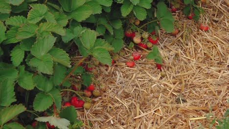 Estera-De-Paja-De-Campo-De-Fresas