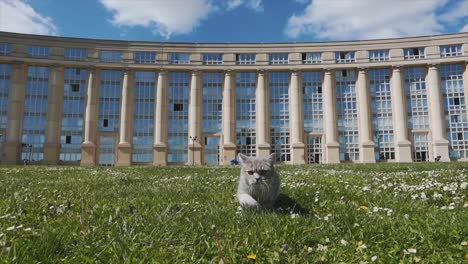 A-cat-is-moving-slowly-step-by-step-in-a-green-field-in-a-residential-area,-Montpellier---France