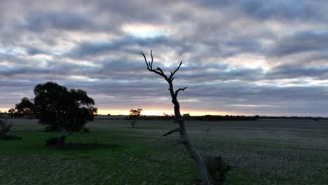 dron volando sobre árbol muerto hasta la puesta de sol más allá