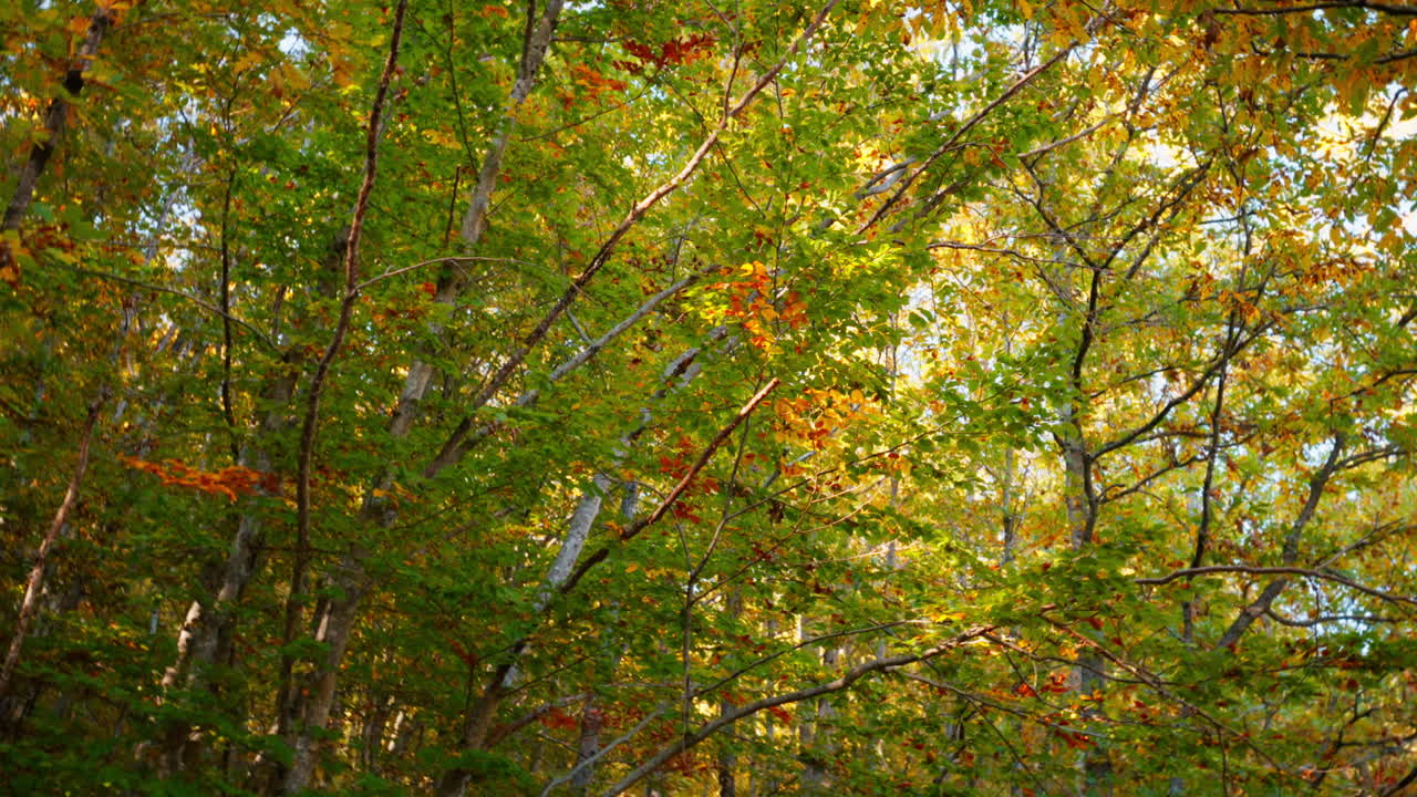 Sunny forest with colorful autumn leaves and serene atmosphere