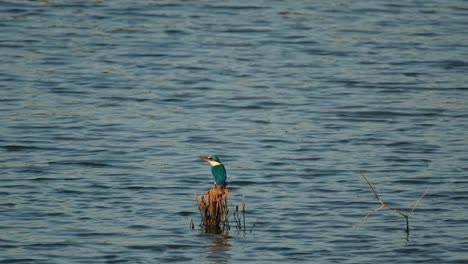 camera zooms out while this bird is perched on twigs in the middle of the water, collared kingfisher todiramphus chloris, thailand