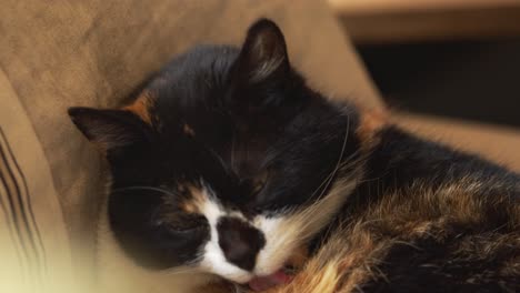 calico cat grooming itself by licking its fur