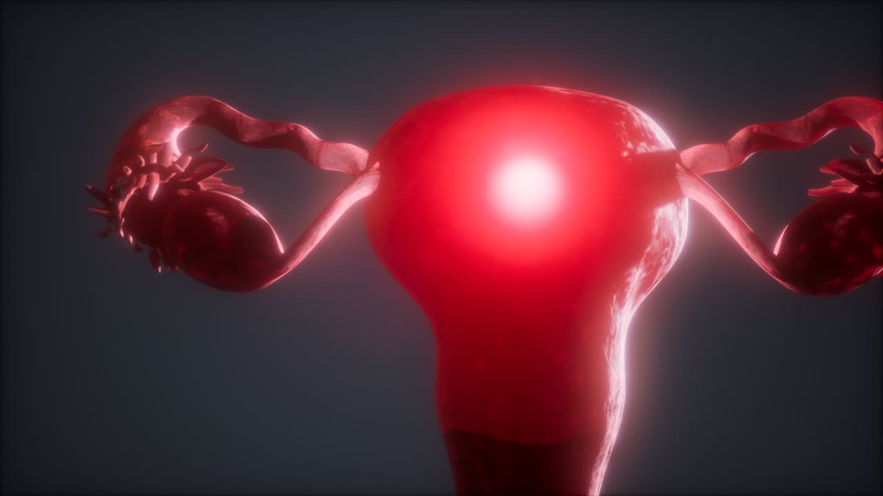 anatomía del sistema reproductivo femenino