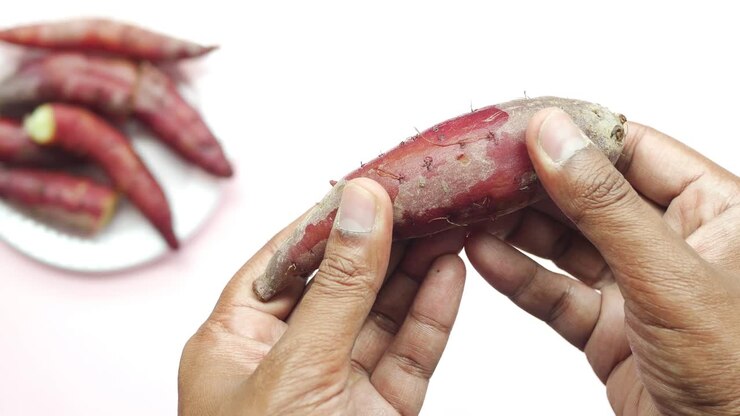 Breaking raw sweet potato close up ,