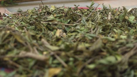 Dry up Rhamnus prinoides, the shiny-leaf buckthorn as stage of making traditional Ethiopian local beer Tella
