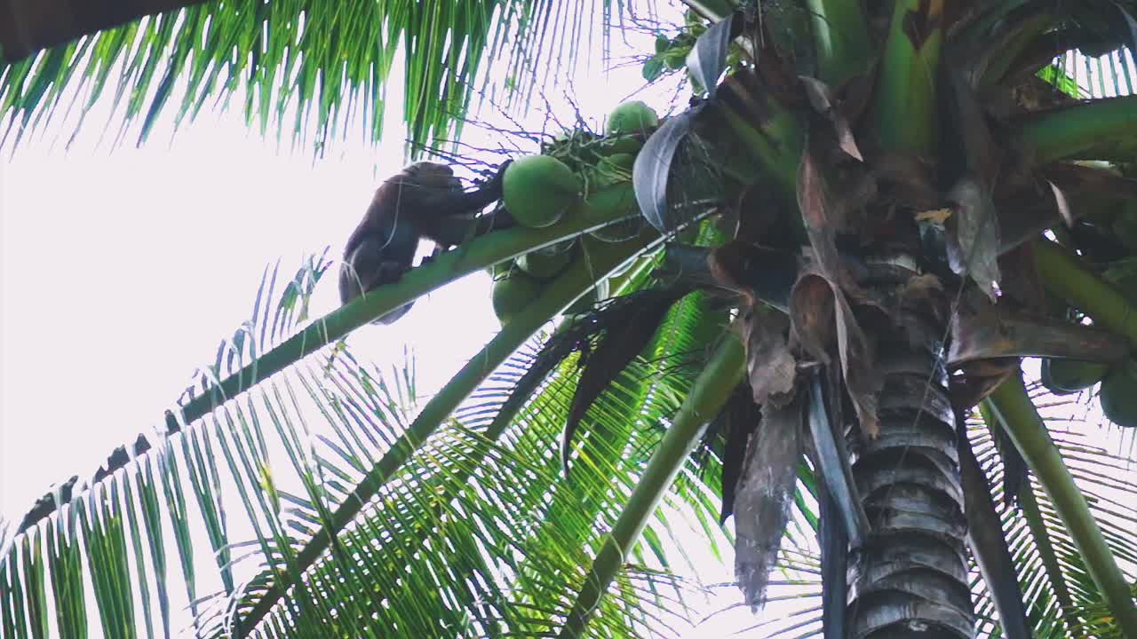 Monkey in a Coconut Tree