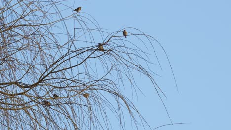 bandada de pequeños pájaros, tetas amarillas sentadas en un árbol de sauce llorando contra un cielo azul