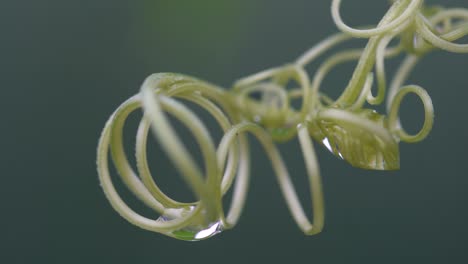 spiral chain of green curly twig