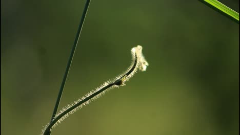 primer plano de un tallo de planta a la luz del sol