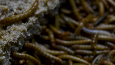 the mealworm is a species of darkling beetle used to feed pets like fish, snakes, birds, and frogs