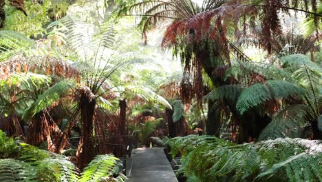 a serene walk through lush rainforest ferns