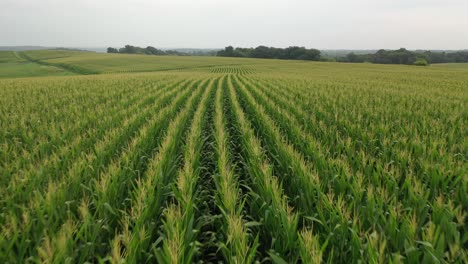 aerial view of a cornfield