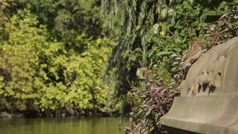el pájaro vuela y se ajusta en la cornisa con vista al estanque de agua en un parque de la ciudad, cámara lenta