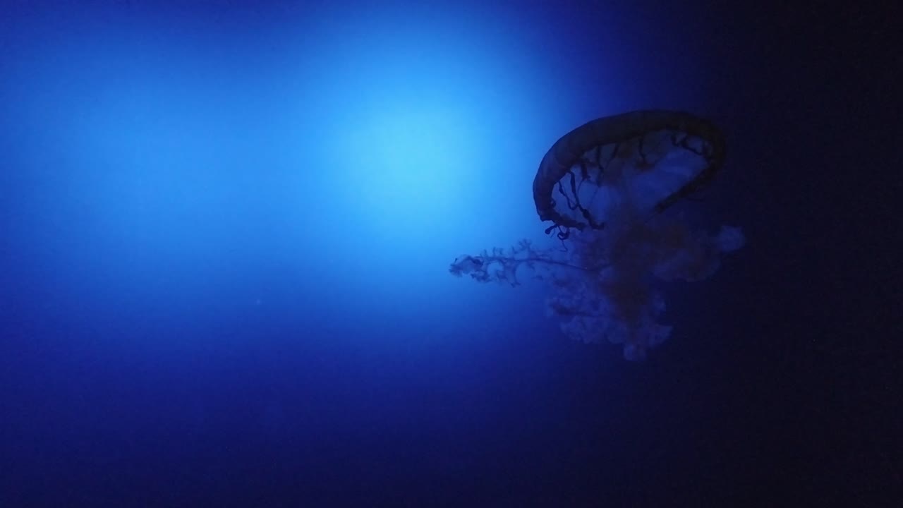 Slow Motion of a jelly fish swimming in an aquarium