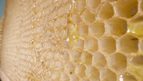 honeybee collecting honey from honeycomb