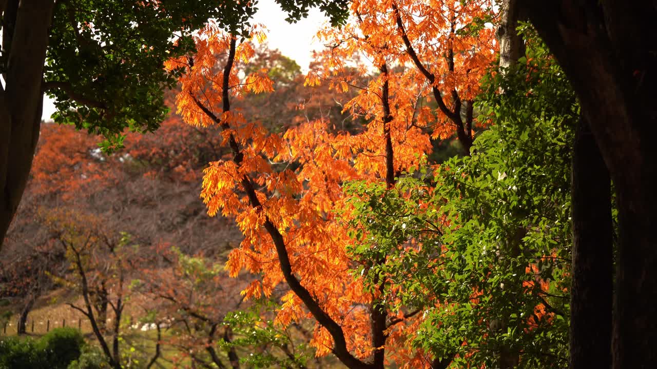 The Vibrant Leves of Autumn in The Public Parks (Aichi, Japan)
