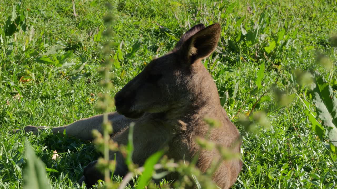 View Of A Resting Eastern Grey Kangaroo On Green Field In Queensland, Australia