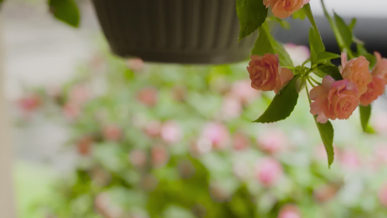Inclinando para Baixo do Topo à Base de um Cesto Pendurado