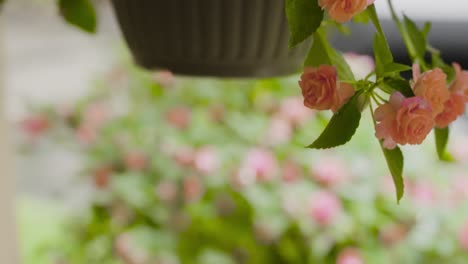 Tilting-down-from-the-top-to-the-base-of-a-hanging-basket