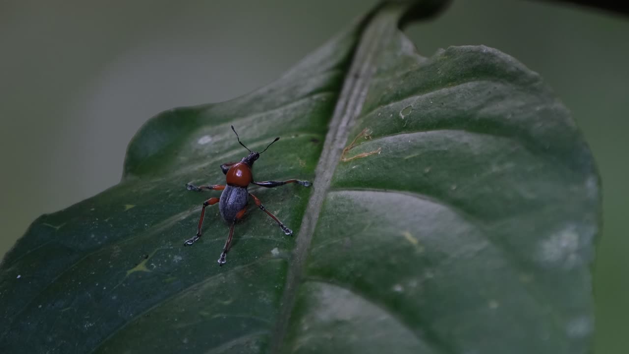 un pequeño gorgojo, metapocyrtus ruficollis, un insecto endémico de la isla de mindanao en el sur de filipinas