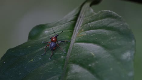 zooming out of a tiny weevil, metapocyrtus ruficollis, an insect endemic to the island of mindanao in the southern philippines