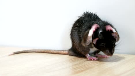 gray rat washing close-up