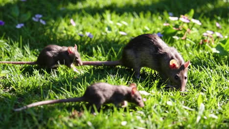 rats in a garden