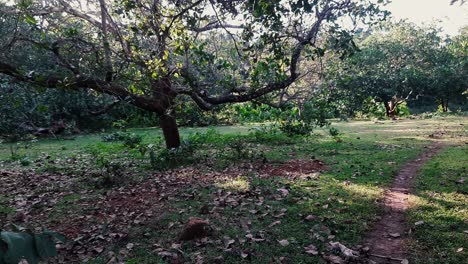 Escena-Tranquila-De-La-Granja-Con-árboles-Y-Pollos-De-Granja-Sueltos-En-El-Fondo