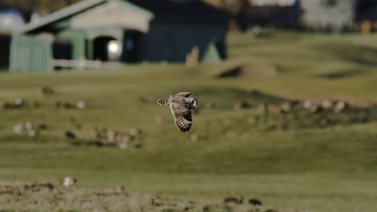 Eine Sumpfohreule fliegt in Zeitlupe über eine ländliche Agrarlandschaft