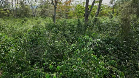 Drone-Volando-A-Través-De-Un-Jardín-De-Café-En-Los-Trópicos-De-Nueva-Guinea