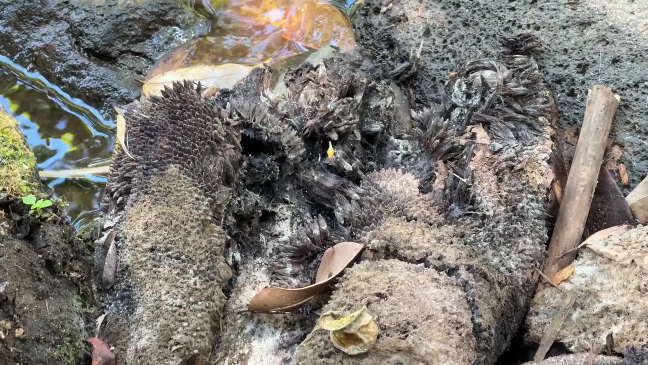 Tronco d'albero in decomposizione adagiato vicino a un piccolo ruscello nel bosco