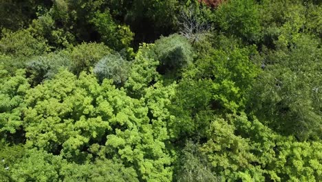 aerial shot of trees in a forest in caledon, ontario