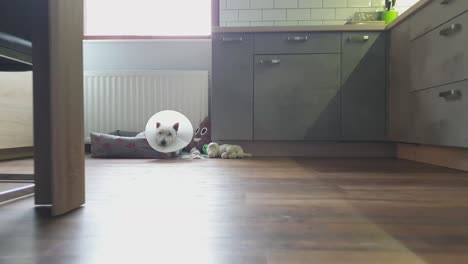 Small-dog-laying-in-the-basket-with-dog-cone-around-its-neck-in-the-kitchen