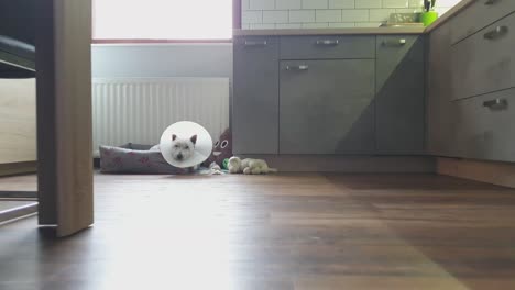 perro pequeño tirado en la cesta con cono de perro alrededor del cuello en la cocina
