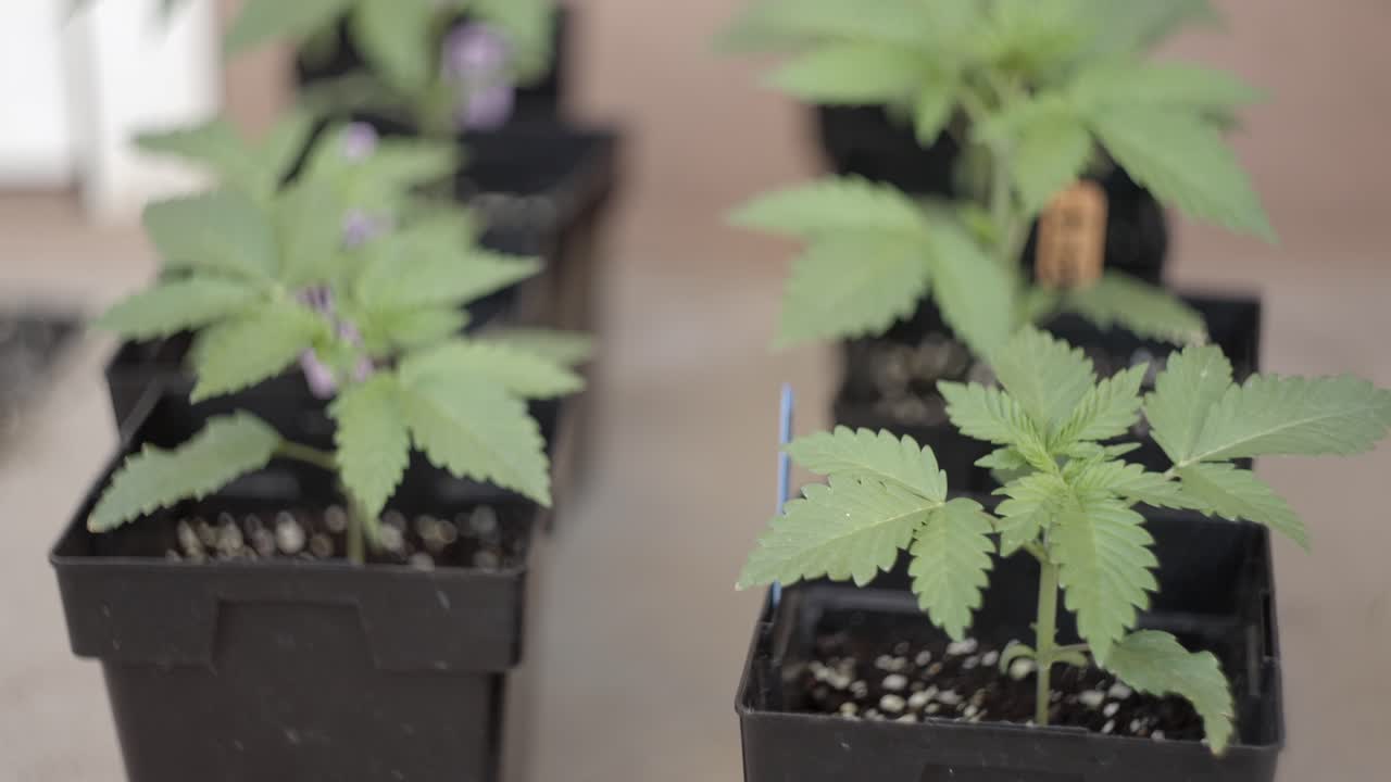 plantas de cannabis cultivadas en casa que crecen en macetas