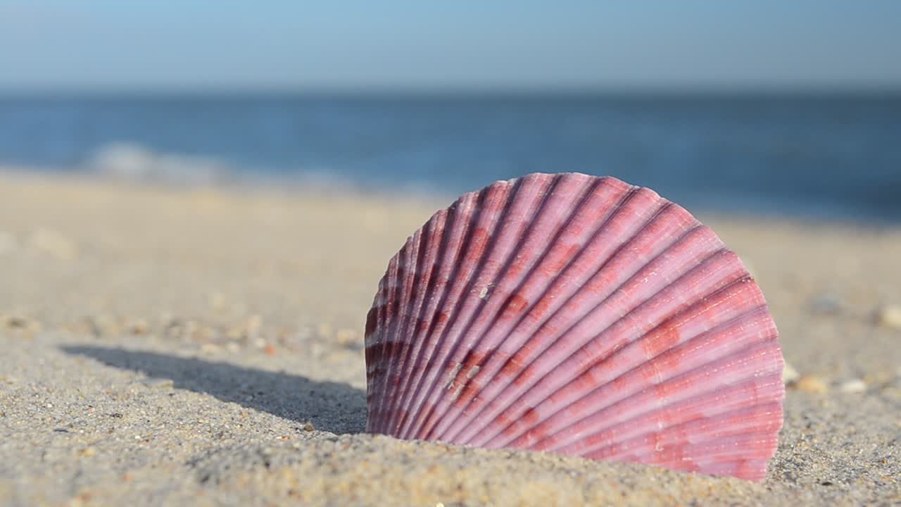 Cockleshells on sand, the beach. Shooting on the beach