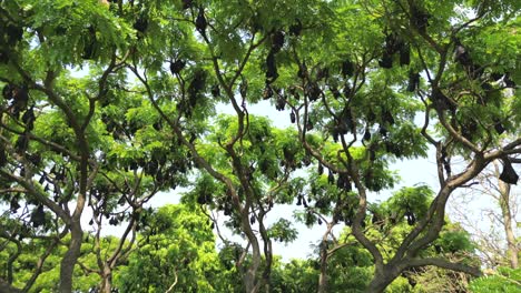 Flughunde-Hängen-Von-Bäumen,-Weite-Sicht-In-Kolhapur