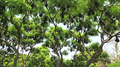 murciélagos de frutas colgando de los árboles en kolhapur